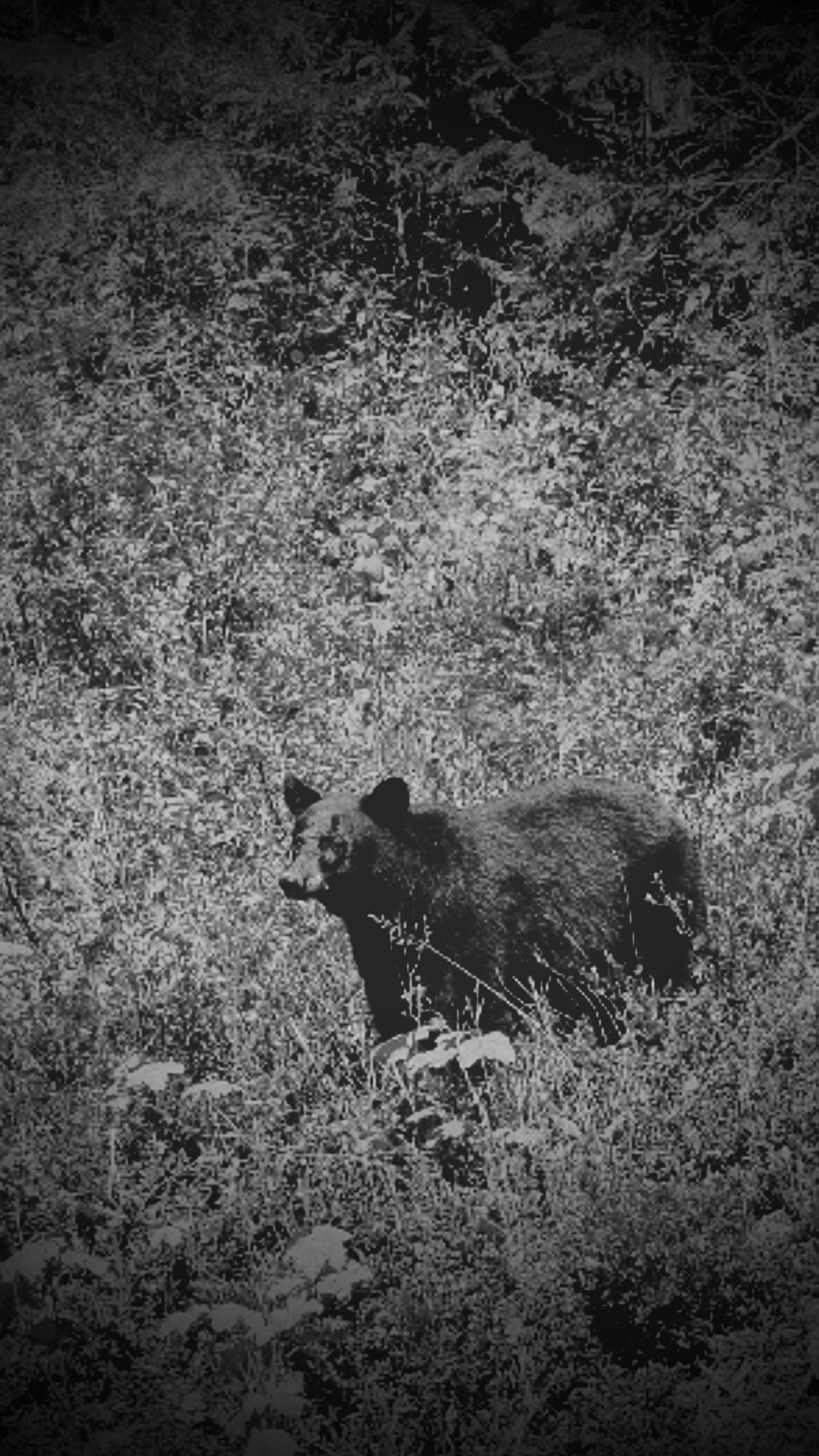 Woche 3: 2016-09-18, erster Schwarzbär gesehen, Wanderung im Yoho National Park 