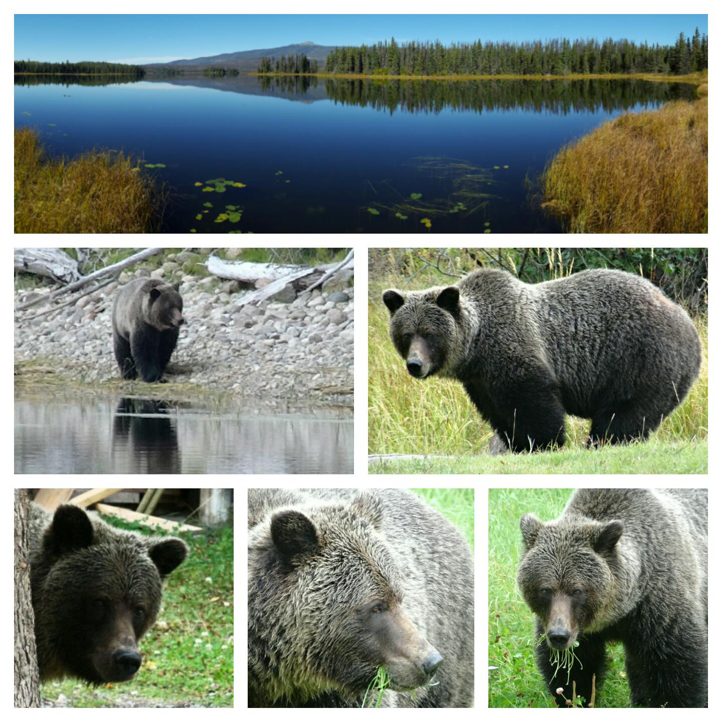 Woche 4: 2016-09-25, Grizzly in der kanadischen Wildniss getroffen, 5 Tage offline 